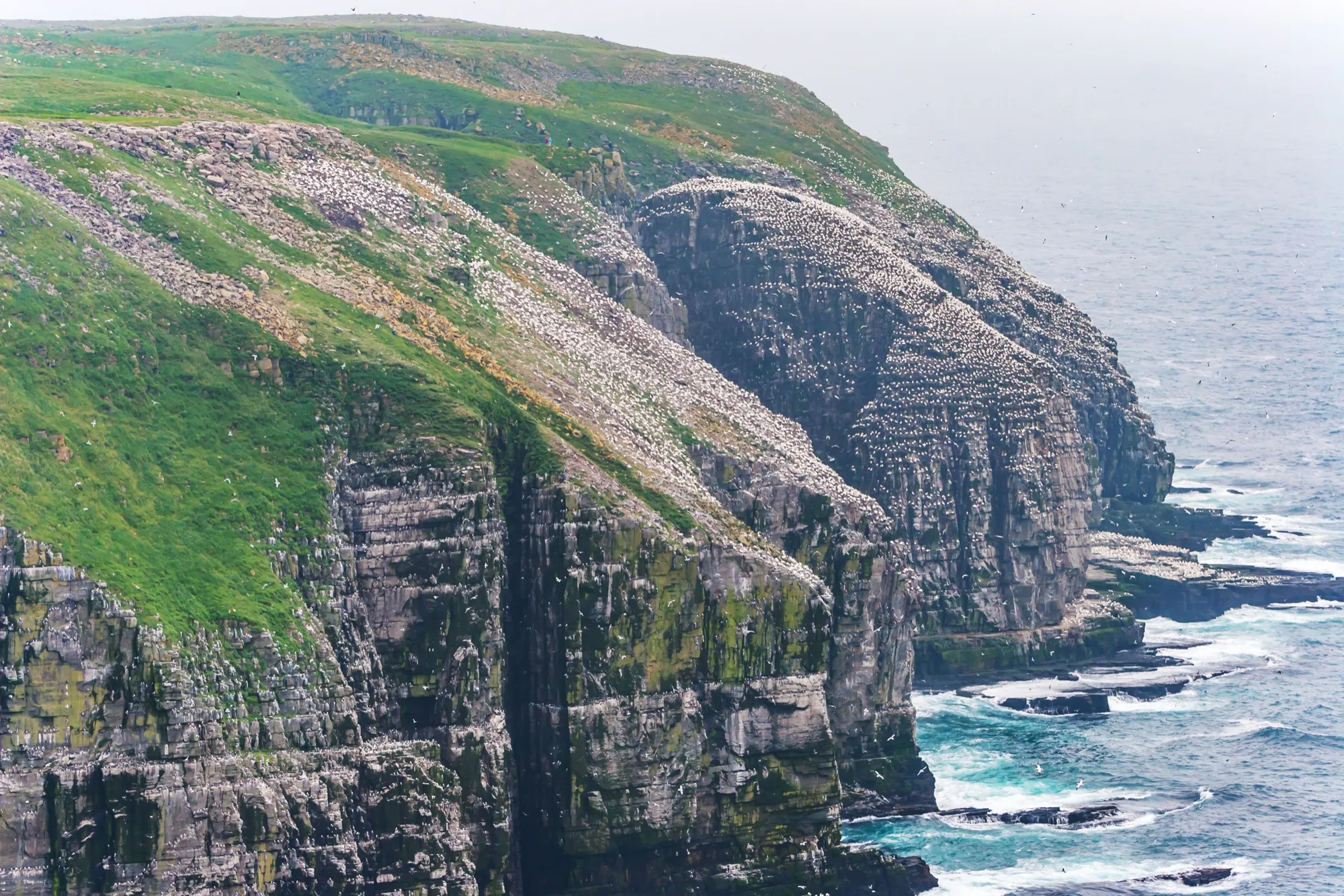 Green-topped sea cliffs with the gannet colony, surf below.