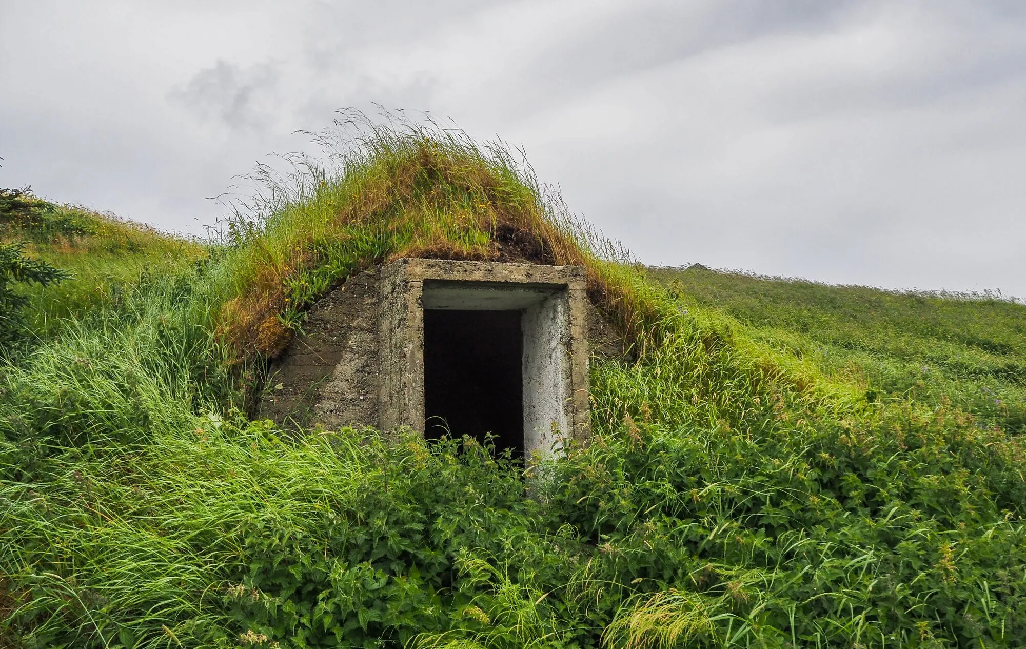 A grass-roofed root cellar dug into a green slope in Twillingate.